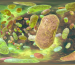 Porphyromonas-gingivalis-1024x576.png