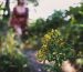 Tips-for-Plant-ID-and-Wild-Harvesting-Featured.jpg