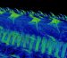 dorsal-denticle-wideM.jpg