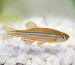 zebrafish-UM-1024x577.png